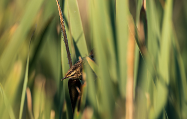 Image showing Sedge warbler (Acrocephalus schoenobaenus) on reed