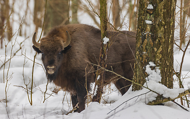 Image showing European Bison(Bison bonasus) in wintertime forest