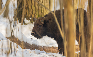 Image showing European Bison(Bison bonasus) male calf