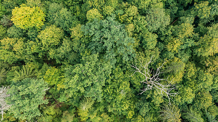 Image showing Topl view of mixed tree stand