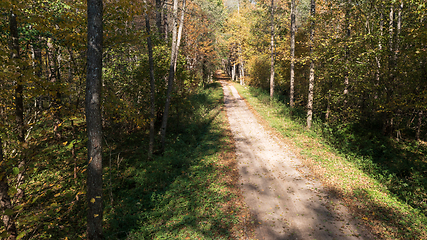 Image showing Forest ground road in autumn