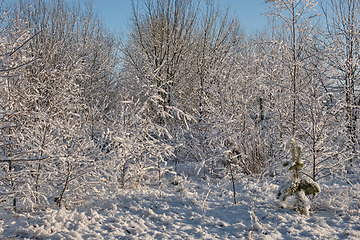 Image showing Wintertime morning in scotch pine and birch tree