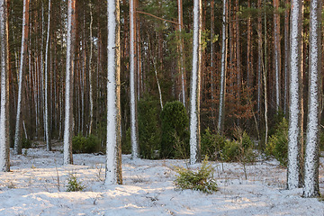 Image showing Wintertime morning in scotch pine coniferous forest