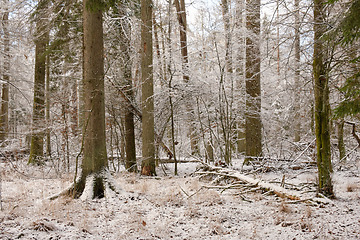 Image showing Wintertime landscape of snowy deciduous stand