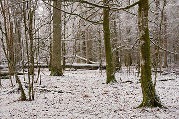 Image showing Wintertime landscape of snowy deciduous stand