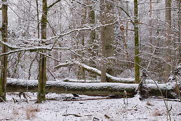 Image showing Wintertime landscape of snowy deciduous stand