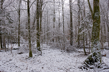 Image showing Wintertime landscape of snowy coniferous stand