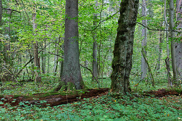 Image showing Spruce tree and broken hornbeam lying