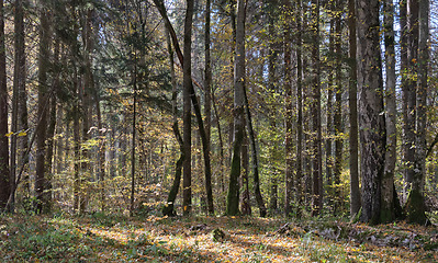 Image showing Autumnal deciduous tree stand with hornbeams and pine