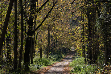 Image showing Narrow ground road with trees along