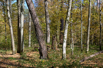 Image showing Autumnal deciduous tree stand with hornbeams and pine