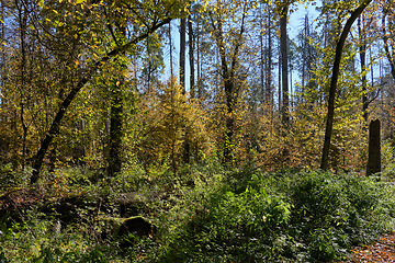 Image showing Autumnal deciduous tree stand with hornbeams and pine