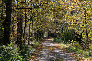 Image showing Narrow ground road with trees along