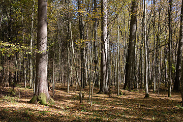 Image showing Autumnal deciduous tree stand with hornbeams and pine