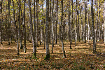 Image showing Deciduous hornbeam stand at summer sunset