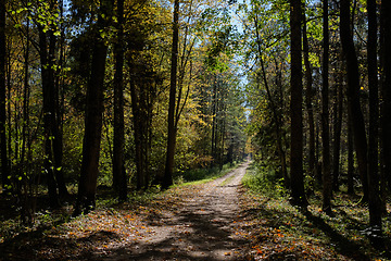 Image showing Narrow ground road with trees along