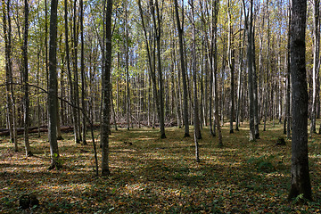 Image showing Deciduous hornbeam stand at summer sunset