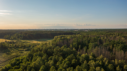 Image showing Polish part of Bialowieza Forest to east