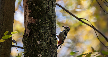 Image showing Wwhite-backed woodpecker (Dendrocopos leucotos) in fall