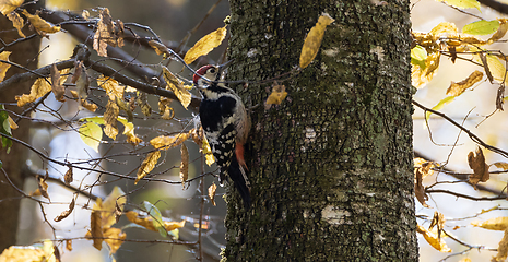 Image showing Wwhite-backed woodpecker (Dendrocopos leucotos) in fall
