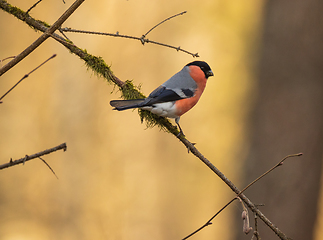 Image showing Eurasian bullfinch(Pyrrhula pyrrhula)male on branch