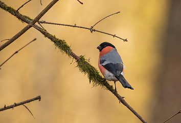 Image showing Eurasian bullfinch(Pyrrhula pyrrhula)male on branch