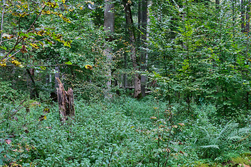 Image showing Autumnal deciduous tree stand with hornbeams and oaks