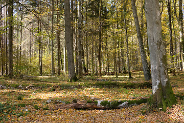 Image showing Autumnal deciduous tree stand with hornbeams and pine