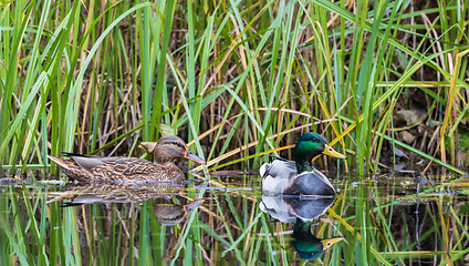 Image showing Mallard((Anas platyrhynchos) couple in water