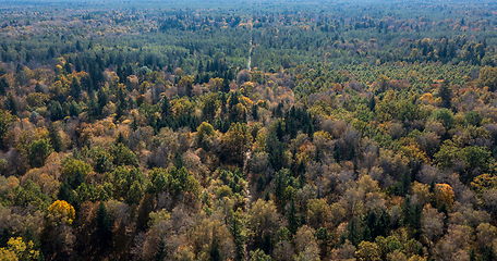 Image showing Polish part of Bialowieza Forest to south