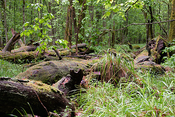 Image showing Dead oaks lying moss wrapped