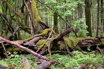 Image showing Dead oaks lying moss wrapped