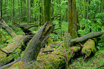 Image showing Dead oaks lying moss wrapped