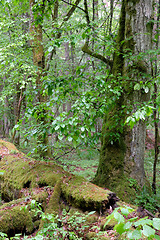 Image showing Old natural deciduous stand with old hormbeam tree