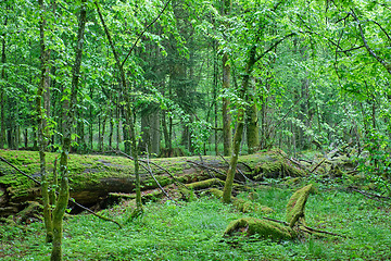 Image showing Deciduous stand with hornbeams and broken oak