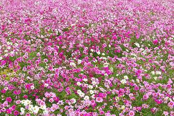 Image showing Pink Cosmos flower