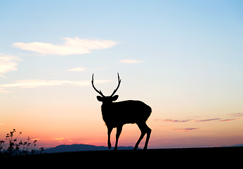 Image showing Deer standing top of mountain with sunset