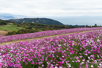 Image showing Cosmos farm in autumn