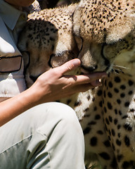 Image showing Cheetah licking person's hand