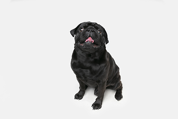 Image showing Studio shot of pug dog companion isolated on white studio background