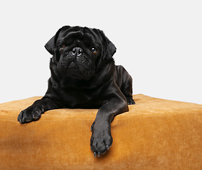 Image showing Studio shot of pug dog companion isolated on white studio background