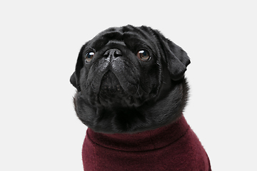 Image showing Studio shot of pug dog companion isolated on white studio background