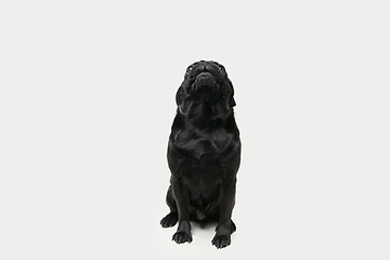 Image showing Studio shot of pug dog companion isolated on white studio background