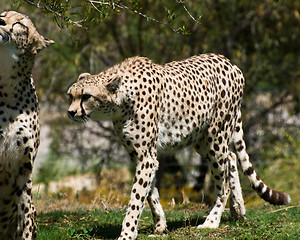 Image showing Adult cheetahs