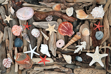 Image showing Natural Seashells and Driftwood from the Seashore 