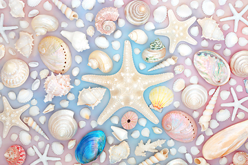 Image showing Starfish and Large Sea Shell Collection Endangered Species