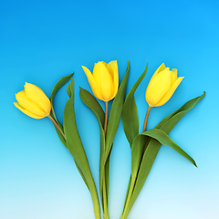 Image showing Beautiful Yellow Spring Tulip Flowers  