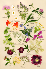 Image showing Nature Study with Flowers and Herbs for Herbal Plant Medicine