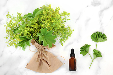 Image showing Ladies Mantle Herb Used to Treat Female Problems