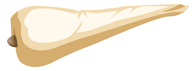 Image showing Light brown and white parsnip root vector illustration of vegeta
